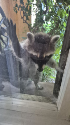 Waschbär-Baby-1.jpg